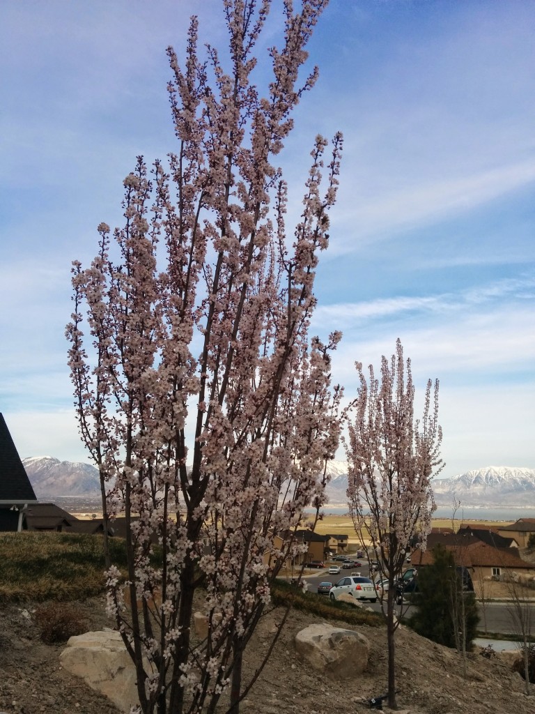 Crimson Pointe Plum - Spring blossoms.