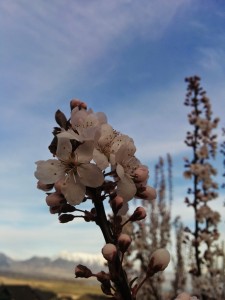 Crimson Pointe Plum - Spring blossoms closeup.