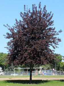 Canadian_Chokecherry_tree