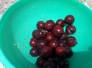 Small plums from the Crimson Pointe Plum tree. They are just over 1". The flesh is sweet, but the skins are very tart, but we still eat them.