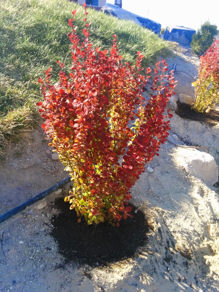 Orange Rocket Barberry - Spring 2015