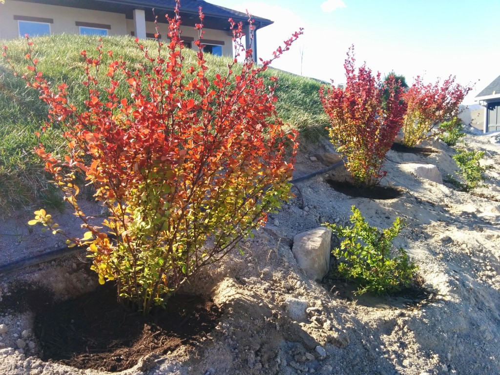 Orange Rocket and Lime Glow Barberries