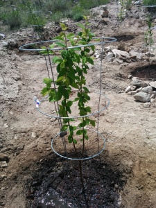 We got this Nanking Cherry as a bare root plant in 2015