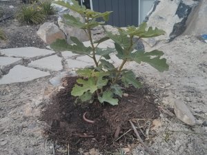 Our Hardy Chicago Fig survived an unprotected winter in Utah! Everything died back, but here it is alive and well in July.