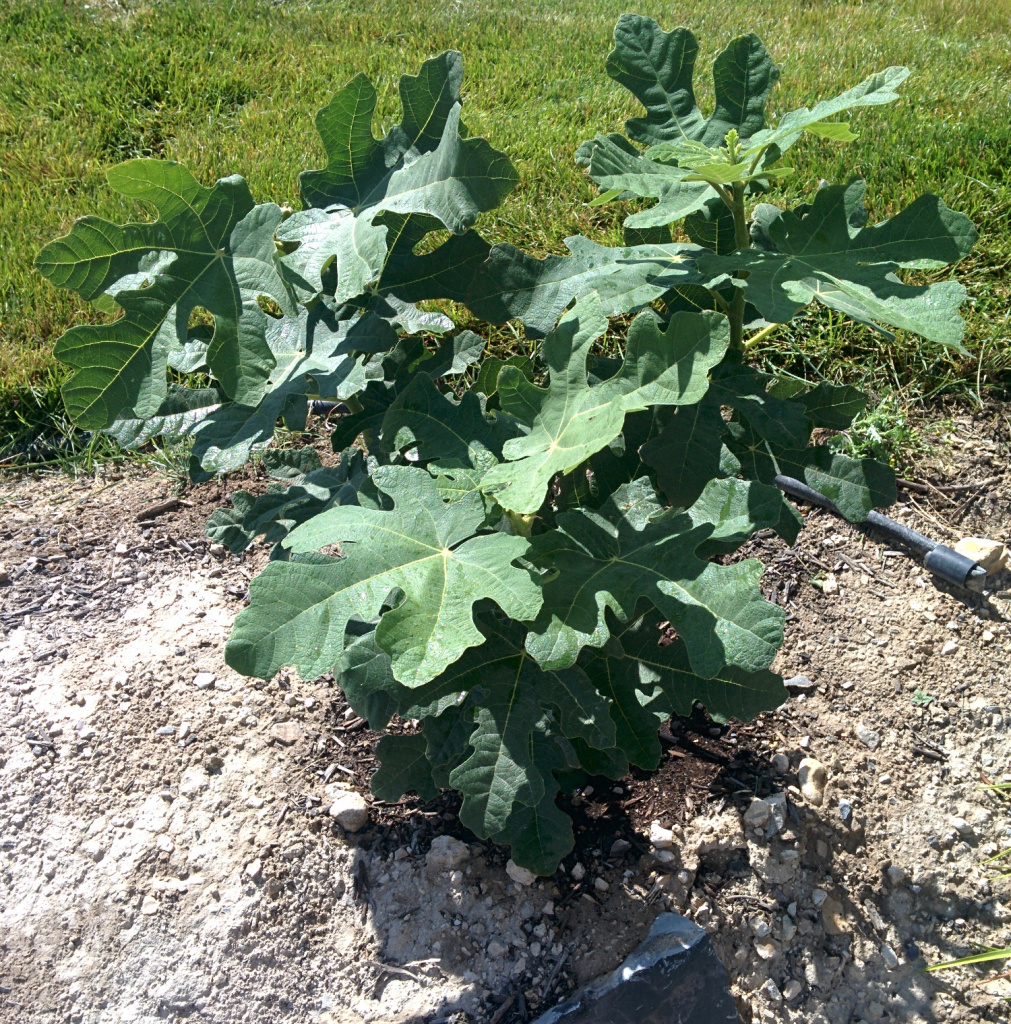 Hardy Chicago Fig in Utah - 1 year after planting