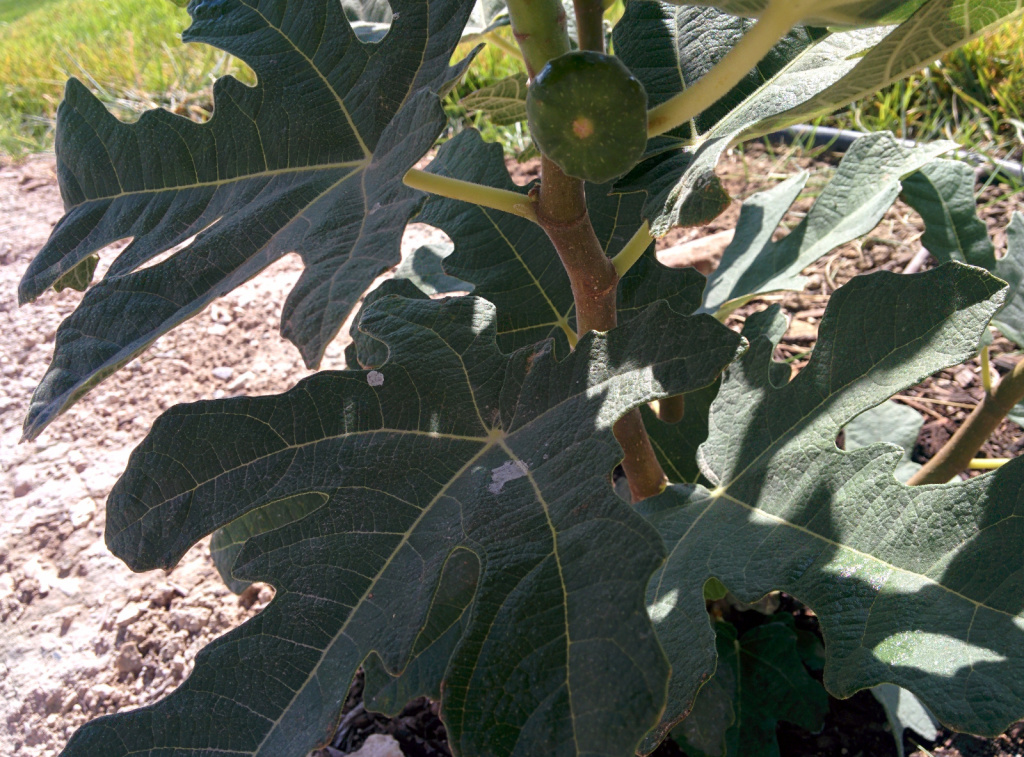 1 year after planting a 4-5" plant, we have one fig!